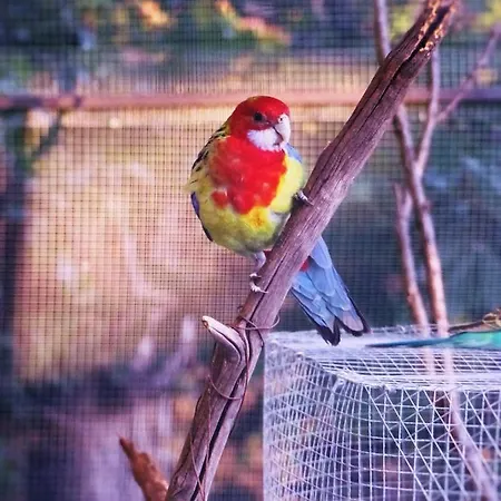 La Roulotte Rose Rouge 木屋 *